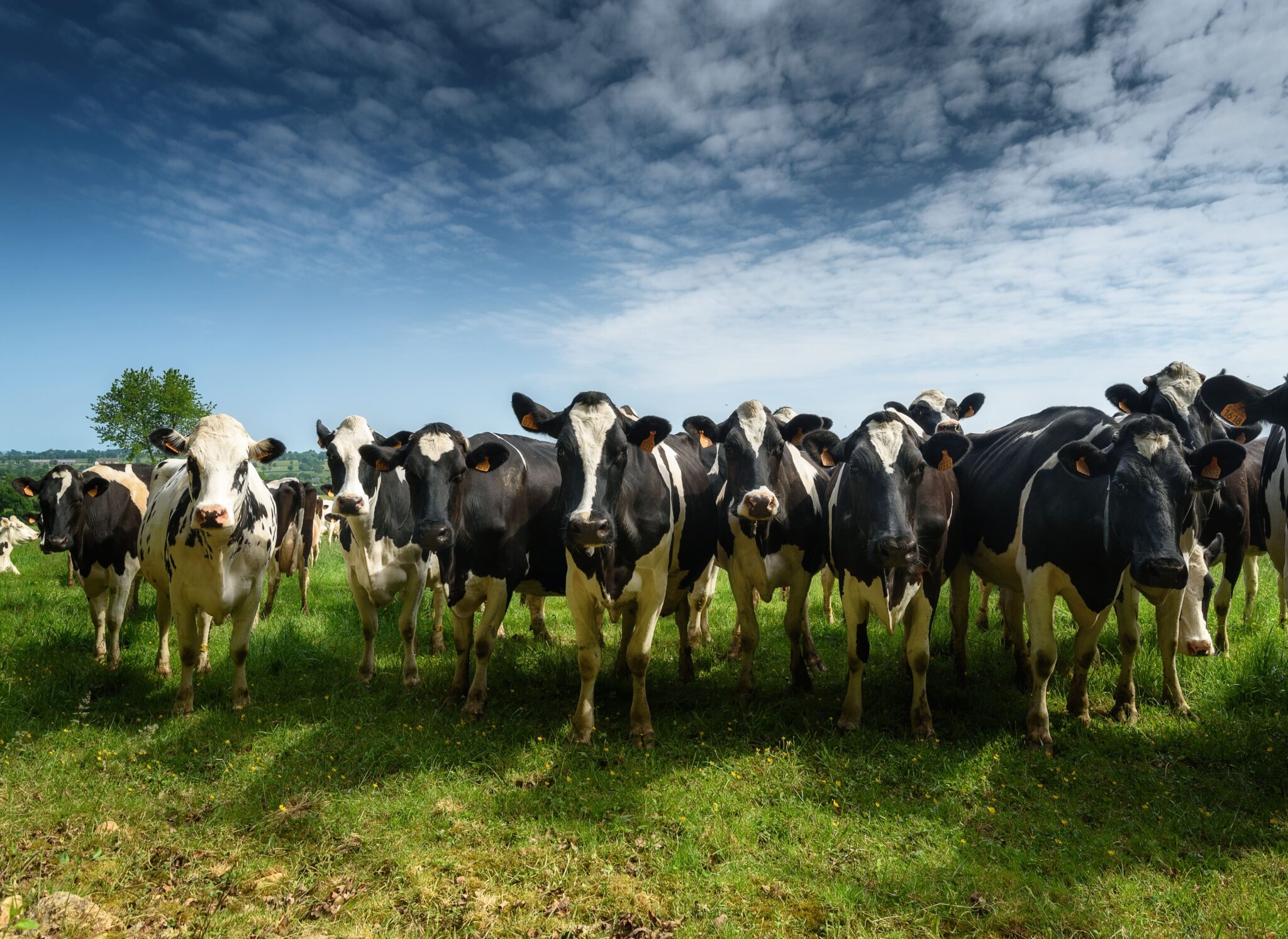 Les différentes gammes de la production animale de LEA, société de négoce agricole, Villeneuve en Perseigne.